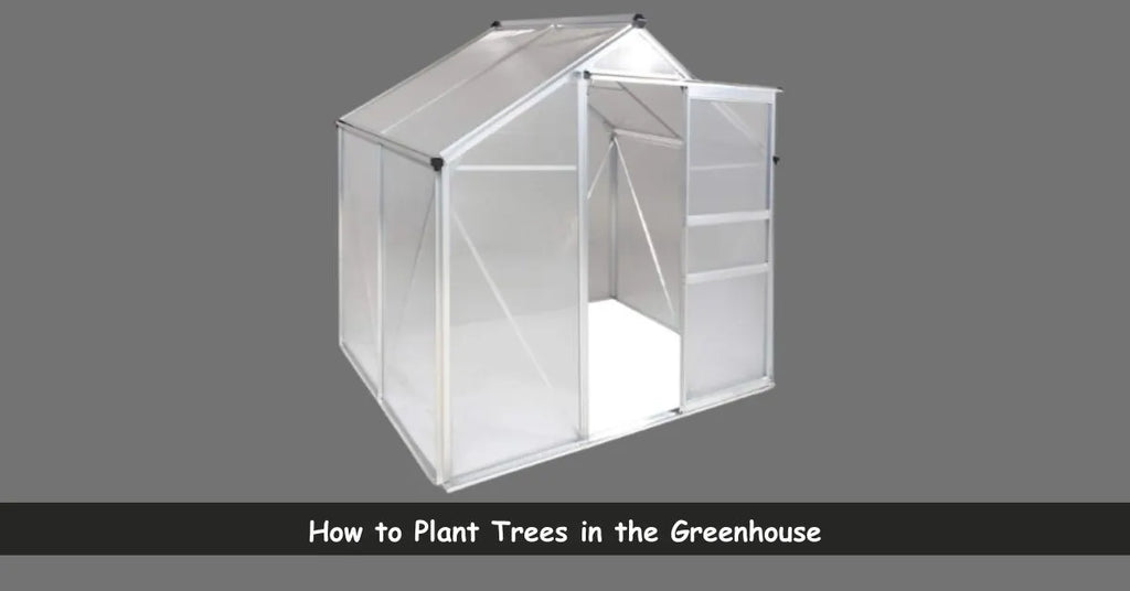 How to Plant Trees in the Greenhouse