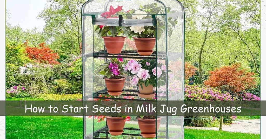How to start seeds in milk jug greenhouses